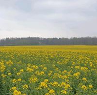 Ackerland zu pachten oder kaufen gesucht Nordrhein-Westfalen - Warburg Vorschau