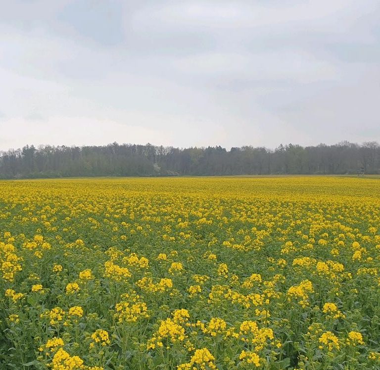 Ackerland zu pachten oder kaufen gesucht in Warburg