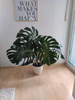 Monstera Zimmerpflanze Bayern - Regensburg Vorschau