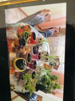 Zimmerpflanzen mit übertopf pflanzen deko Kinderhaus Zelt Iglu Baden-Württemberg - Mannheim Vorschau