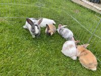 Süße Kaninchen suchen Traumzuhause Bayern - Holzkirchen Vorschau