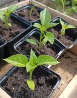 Paprika und Tomaten Pflanzen Nordrhein-Westfalen - Anröchte Vorschau