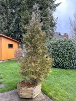 Thuja mit Holzbottich Baden-Württemberg - Löffingen Vorschau