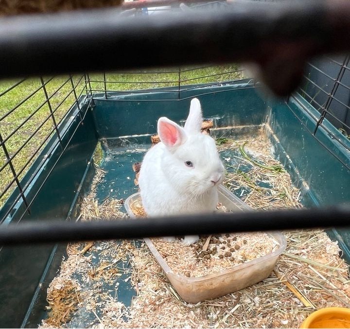 Zwei Weiße Kaninchen suchen neues zu Hause in Hamm