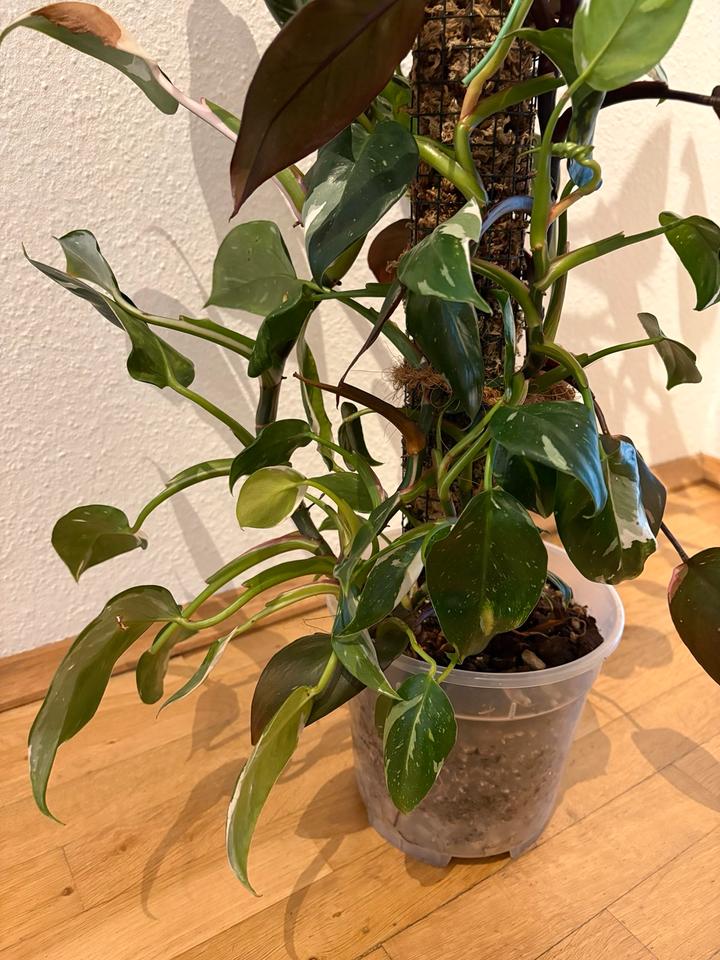 Philodendron Pink Princess White Wizzard Zimmerpflanze Moosstab in Dresden