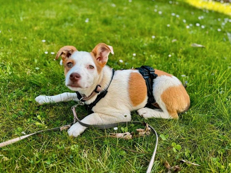 SUELA Mischling Tierschutz Hund Hündin Junghund in Tegernheim