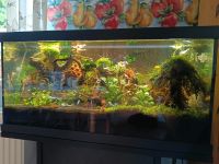 Aquarium I Aquascape 60 L mit Unterschrank Niedersachsen - Hermannsburg Vorschau