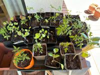 Gemüse Setzlinge | Tomate, Chilli, Kohlrabi Bayern - Aßling Vorschau