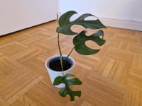 Mini Monstera Minima Zimmerpflanze Rhaphidophora tretrasperma München - Pasing-Obermenzing Vorschau