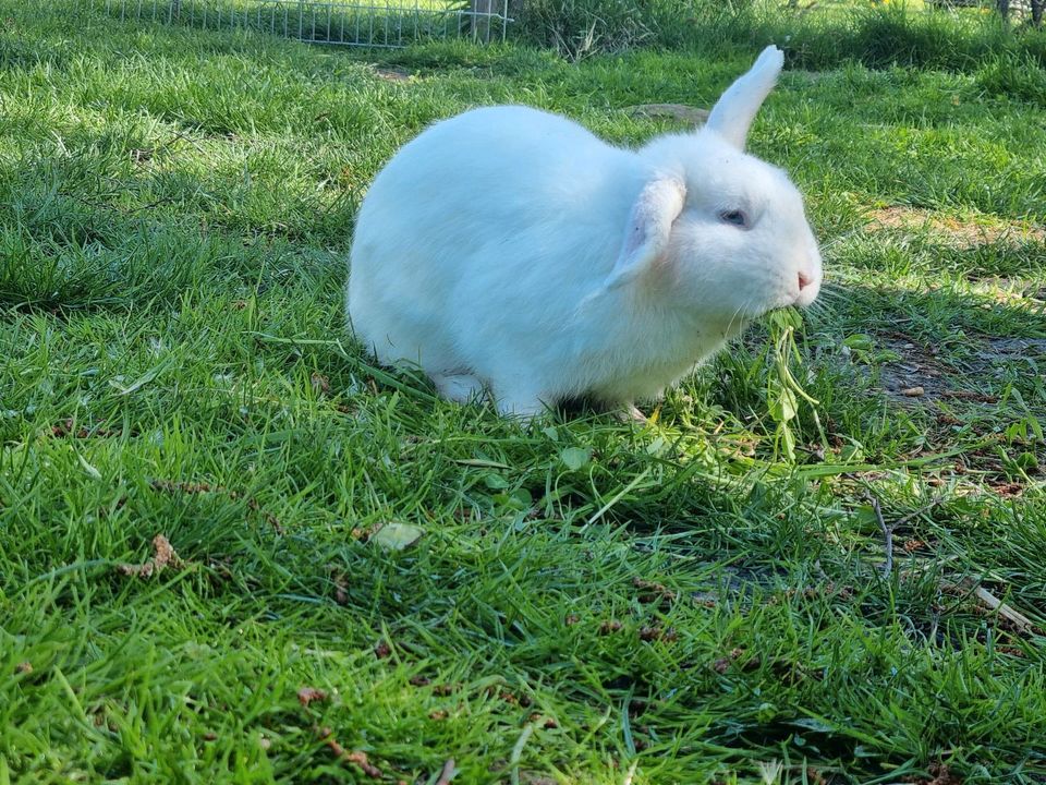 Hase/Minilop/Kaninchen in Mittelangeln