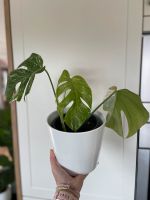 Fensterblatt - Monstera deliciosa 'Variegata', panaschiert Bayern - Niederaichbach Vorschau