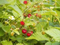 Walderdbeeren/Monatserdbeere/Bodendecker Kr. Altötting - Burgkirchen Vorschau