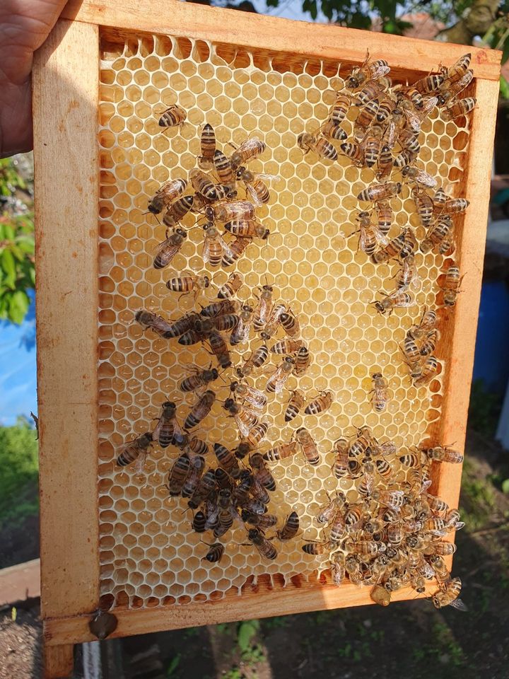 Honig, Bienenhonig & Wabenhonig aus eigener Imkerei in Falkensee