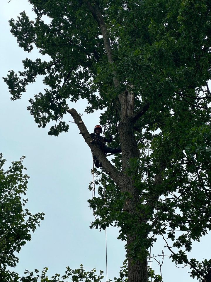 Baumpflege, Baumfällung, Sturmschaden, Baumstumpfentfernung in Tangstedt 