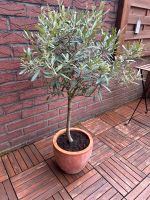Olivenbaum im Terrakottatopf Nordrhein-Westfalen - Grevenbroich Vorschau