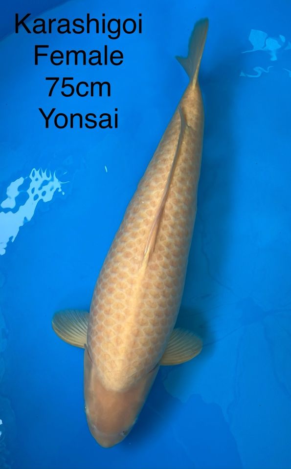 Marusei Karashigoi / Yonsai / Female / 75cm in Oldenburg