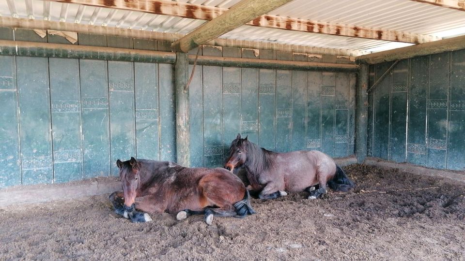 Offenstall Diätgruppe Plätze frei in Stadtlohn