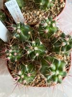 4 Ferocactus viridescens var. orcuttii, junger Kaktus Nordrhein-Westfalen - Jülich Vorschau