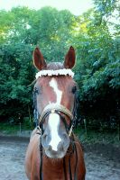 Stirnriemen Pferd Trense Kopfstück Perlen Sattel Bandage Pony Münster (Westfalen) - Angelmodde Vorschau