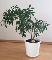 Pflanze Ficus Ginseng Deko Bonsai Baden-Württemberg - Friedrichshafen Vorschau