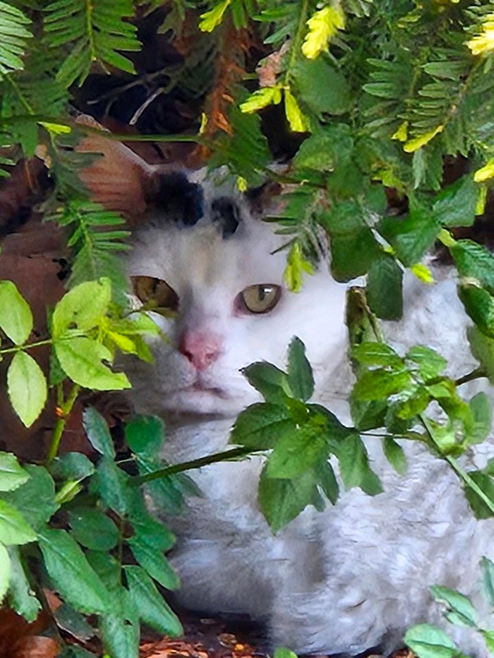 Katze zugelaufen in Korschenbroich