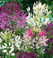 Spinnenblume Spinnenpflanze Samen lila rosa weiß Cleome spinosa Aachen - Aachen-Laurensberg Vorschau