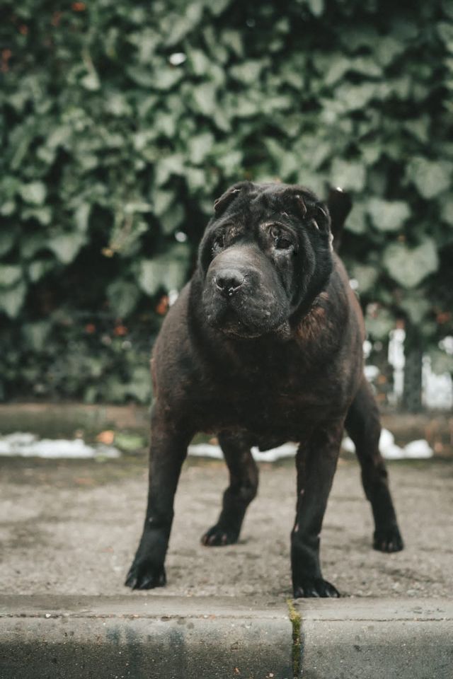 Tierschutz - Rona sucht ein liebevolles Zuhause ! in Hannover