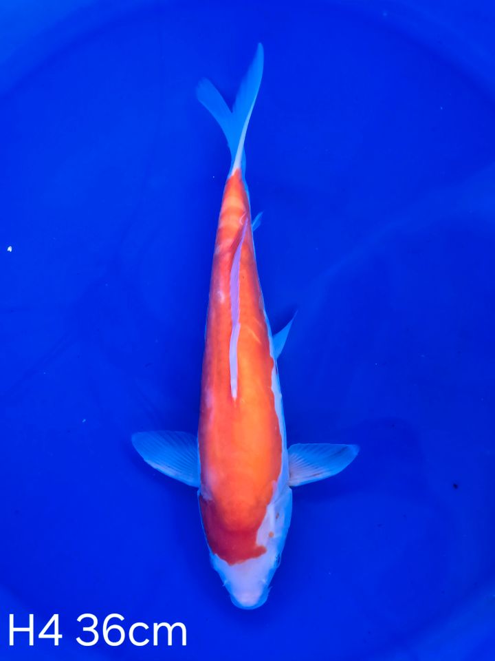 Koi D-Kohaku 36cm H4-75 in Wadersloh