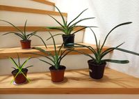 GASTERIA  HIRSCHZUNGE Sukkulent robust+pfegeleicht Zimmerpflanze Köln - Chorweiler Vorschau