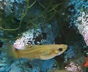 Aquarium Kleinfische Guppy (3 Baby für 1 EUR) in Stuttgart