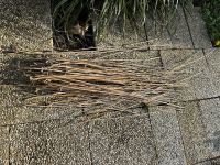 Bambusstöcke Bambus Pflanzstab Bambusstab Pflanzstäbe Rankhilfe Nordrhein-Westfalen - Ahlen Vorschau