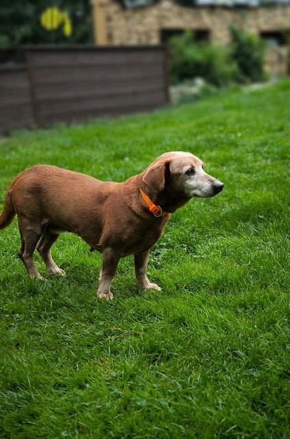 DIANA Podenco-Maneto Hündin Tierschutz Hund in Berga/Elster