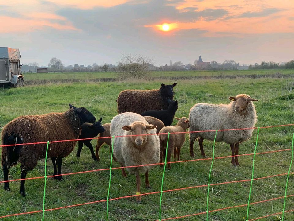 Grünland, Weide, Wiese, Beweidung in Wedemark