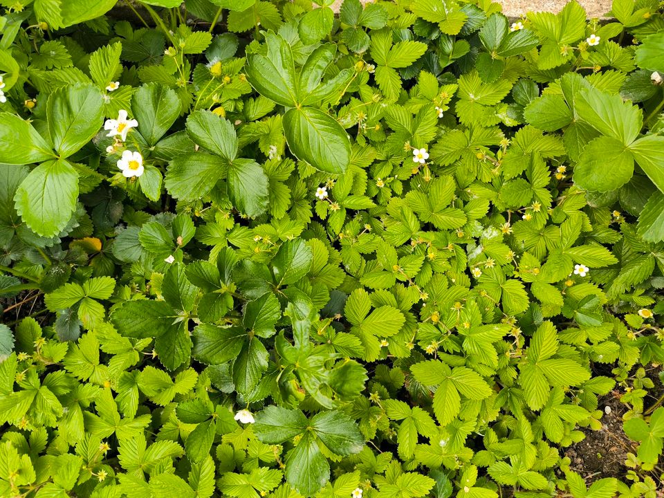 Walderdbeeren Pflanzen zu tauschen in Mannheim