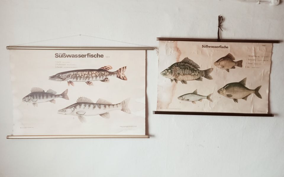 Ansichtskarten "Süßwasserfische" in Fraureuth