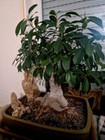 Ficus Bonsai 85 jahre alt Rheinland-Pfalz - Bretzenheim Vorschau