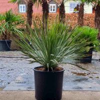 Yucca Rostrata - Blaublättrige Palmlilie Bayern - Pfakofen Vorschau