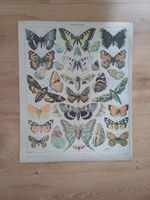 Poster Papillons (Nouveau Larousse Illustré) Köln - Nippes Vorschau