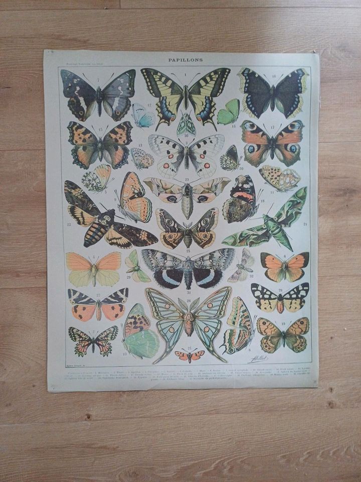 Poster Papillons (Nouveau Larousse Illustré) in Köln