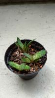 Sukkulenten: Aloe und Gasteria abzugeben Köln - Köln Brück Vorschau