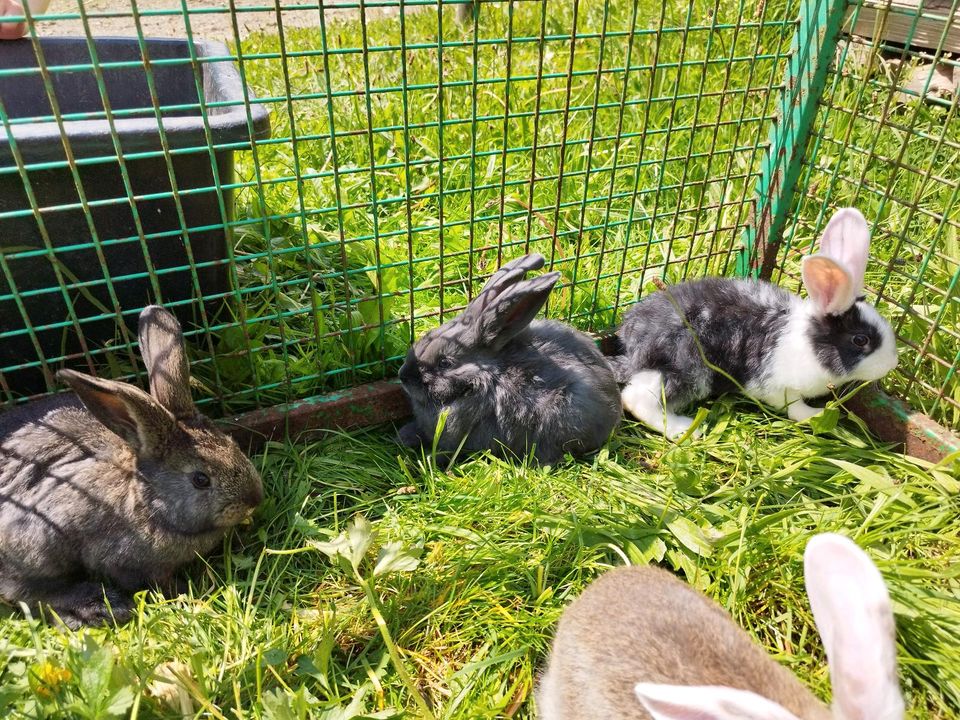 Riesenschecken - Mix Kaninchen in Gevelsberg