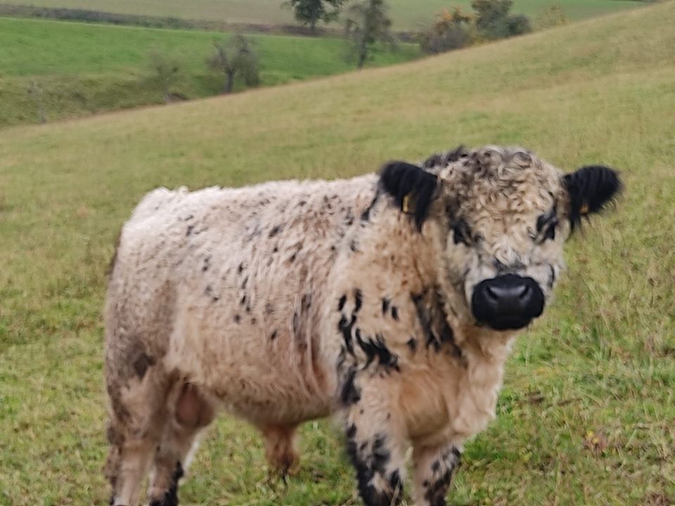 Galloway Jungbulle in Niederstetten