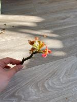 Korallenbegonie, Begonia Corallina, Steckling mit Blatt Berlin - Reinickendorf Vorschau