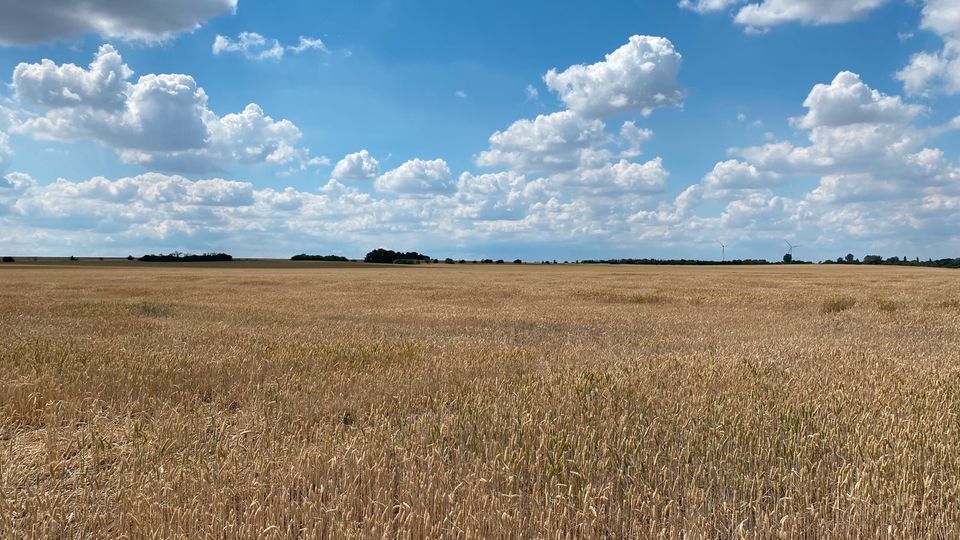 5 ha Acker- und Grünland bei Micheln in Osternienburger Land