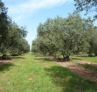 Premium Olivenöl aus Familienanbau in Sizilien 5lt Gebinde Düsseldorf - Derendorf Vorschau