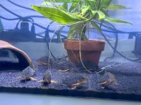 Corydoras Sterbai 5€ Baden-Württemberg - Esslingen Vorschau