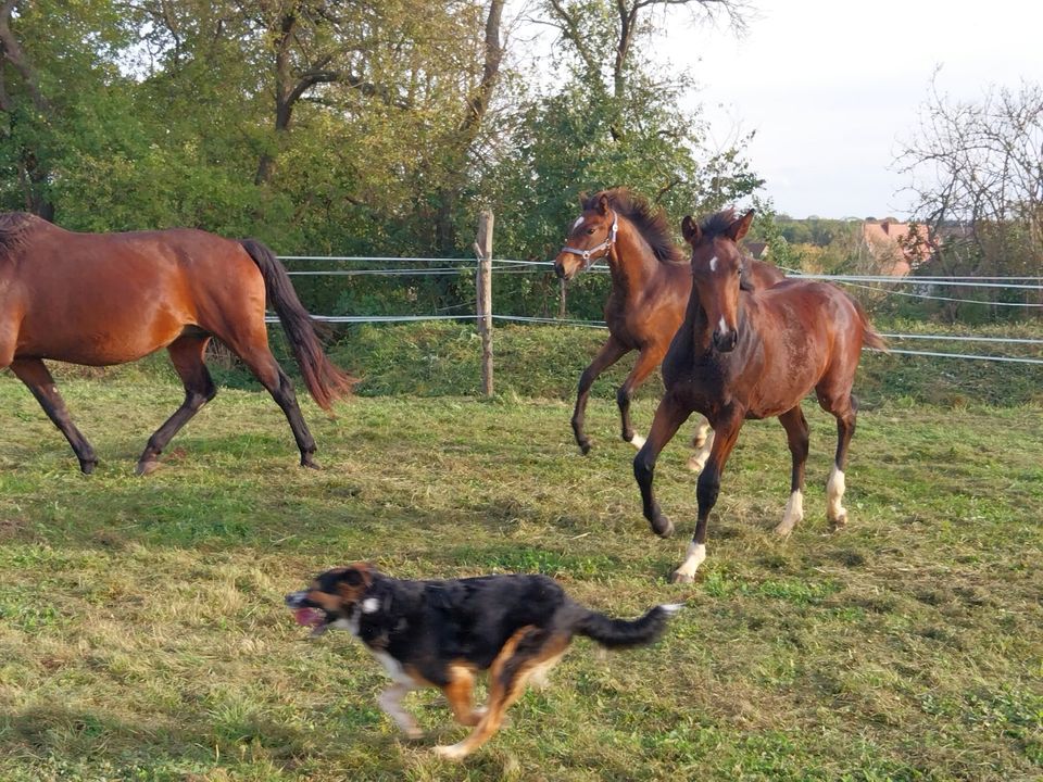 Vielseitige Stute Jährling v. Esmeraldo (Holsteiner), Springpferd in Langeneichstädt