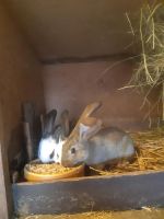 Deutsche Riesen Kaninchen Hasen Niedersachsen - Göttingen Vorschau