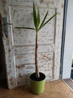 Yucca Palme mit Blumentopf Niedersachsen - Salzgitter Vorschau