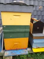 Zwei Bienenvölker Buckfast auf DNM, 11 Rähmchen Nordrhein-Westfalen - Sassenberg Vorschau